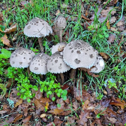 Mushrooms were always around