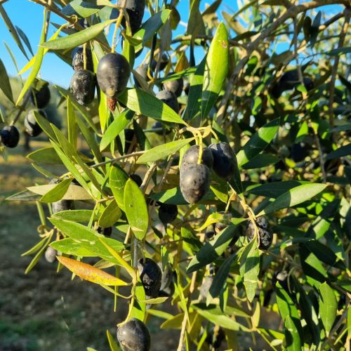 Good year for olives