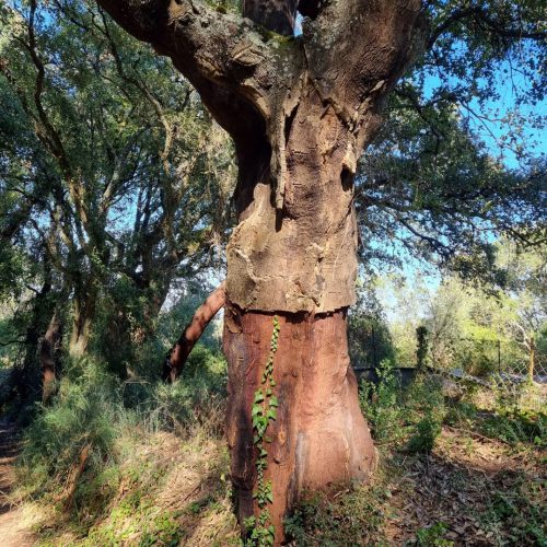 Cork oaks are quite common 